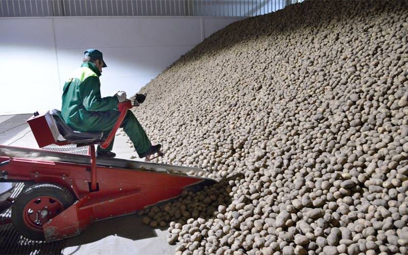 Брянская область вошла в тройку лидеров по производству картофеля