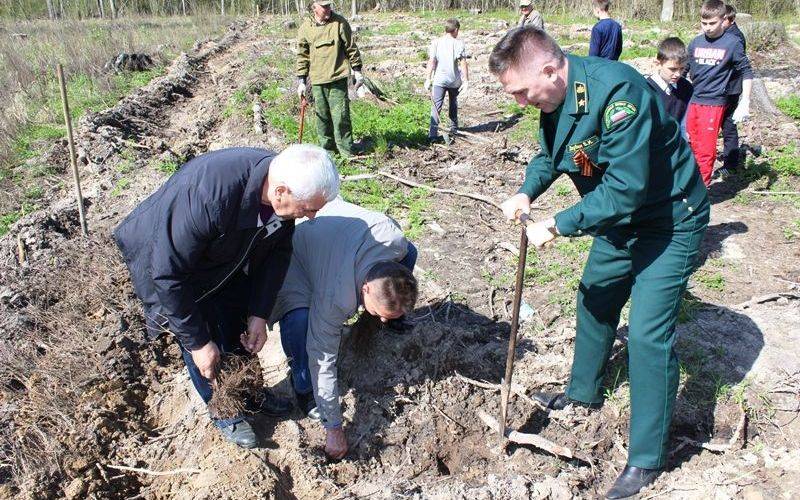 В Брянской области за два месяца посадили 2,6 тысячи гектара леса