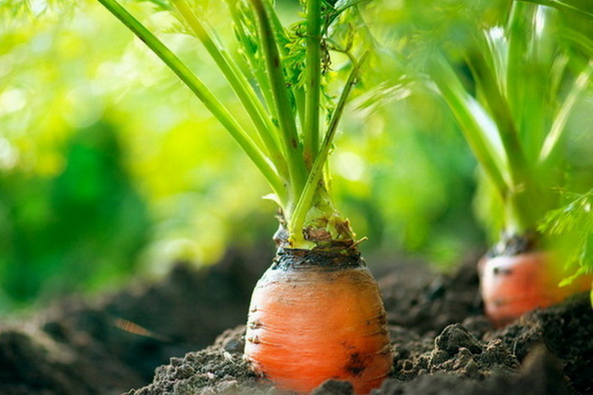 Ученые раскрыли генетические секреты моркови