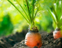 Ученые раскрыли генетические секреты моркови