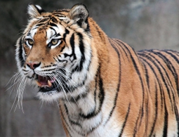 На севере Голландии два тигра сбежали из питомника для животных