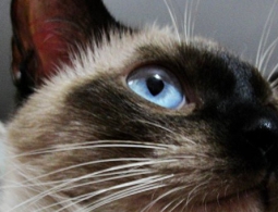 Умер самый старый в мире кот