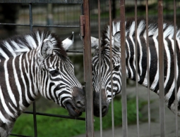 Хозяин сбежавшей в Нью-Йорке зебры предлагает вознаграждение за ее поимку
