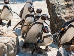 В Новосибирске поселились семь пингвинов Гумбольдта