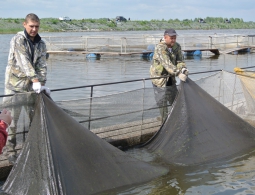 Как спасти муксуна и накормить уральцев свежей рыбой