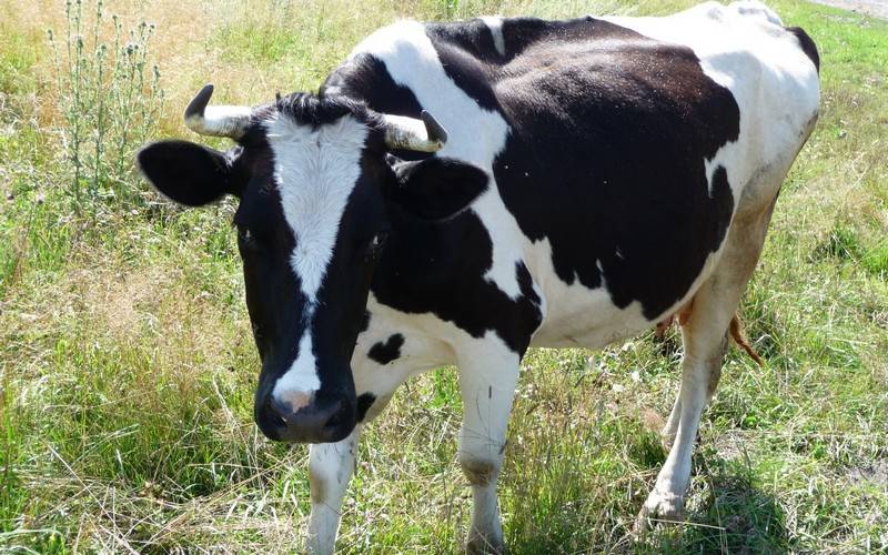 В Рогнедино из-за бешеной коровы ввели режим ЧС