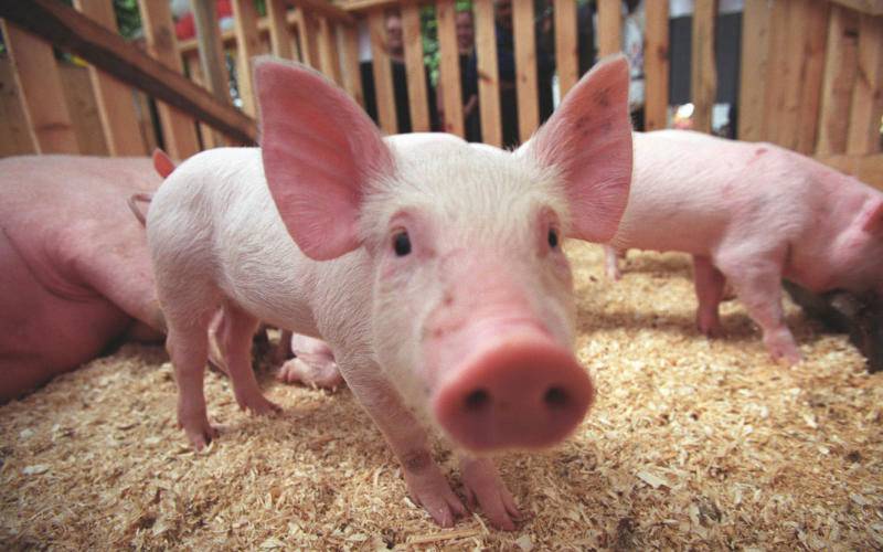В Почепском районе обнаружили африканскую чуму свиней