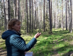 В Омске "черными" лесорубами займется следственный комитет