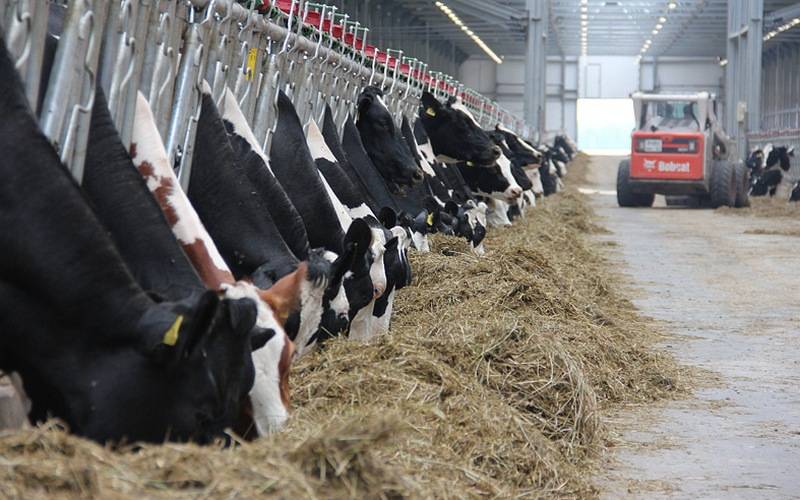 За четыре месяца в Брянской области произвели более 90 тысяч тонн молока