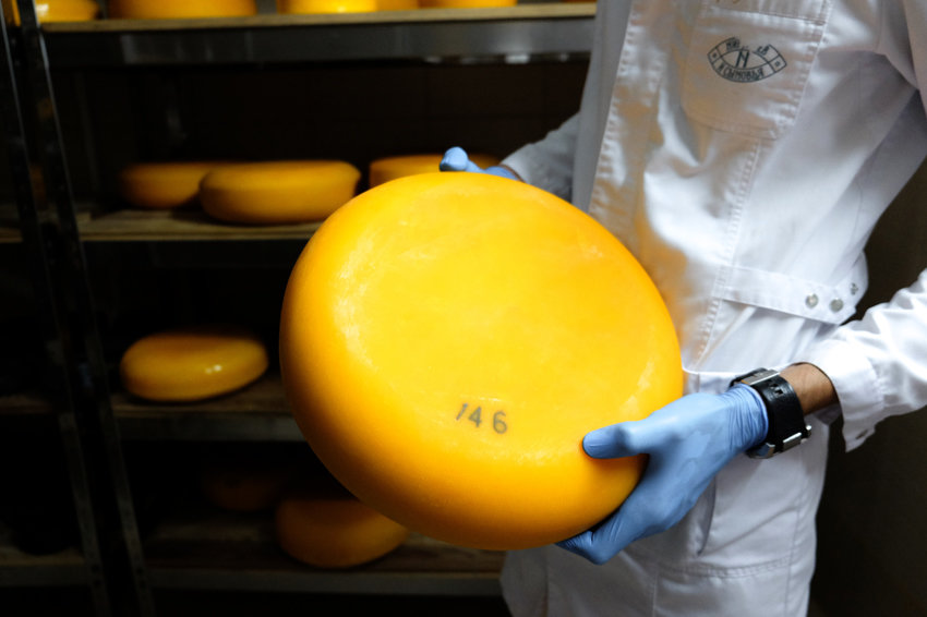 Импорт сыра в Россию вырос впервые с введения эмбарго