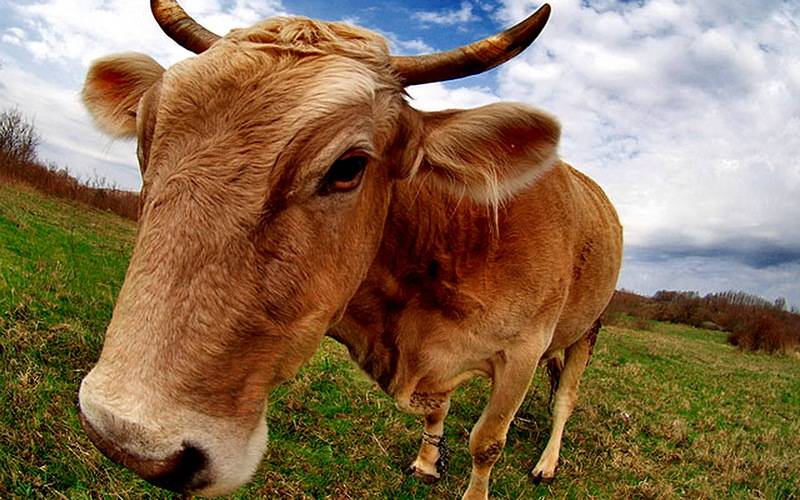 В Брасовском районе зафиксировали случай бешенства крупного рогатого скота