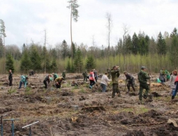 В Брянской области посадили более 170 тысяч деревьев