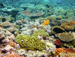 Таиланд закрыл для туристов три острова из-за разрушения кораллов