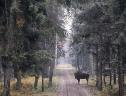 В Польше приступили к интенсивной вырубке Беловежской Пущи