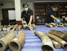 В Испании изъяли партию слоновьих бивней на 200 тысяч евро