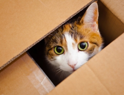 Физики вывели новую "породу" кота Шредингера