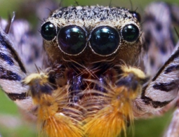 Внеземной разум: насколько возможно появление технологической цивилизации во Вселенной?