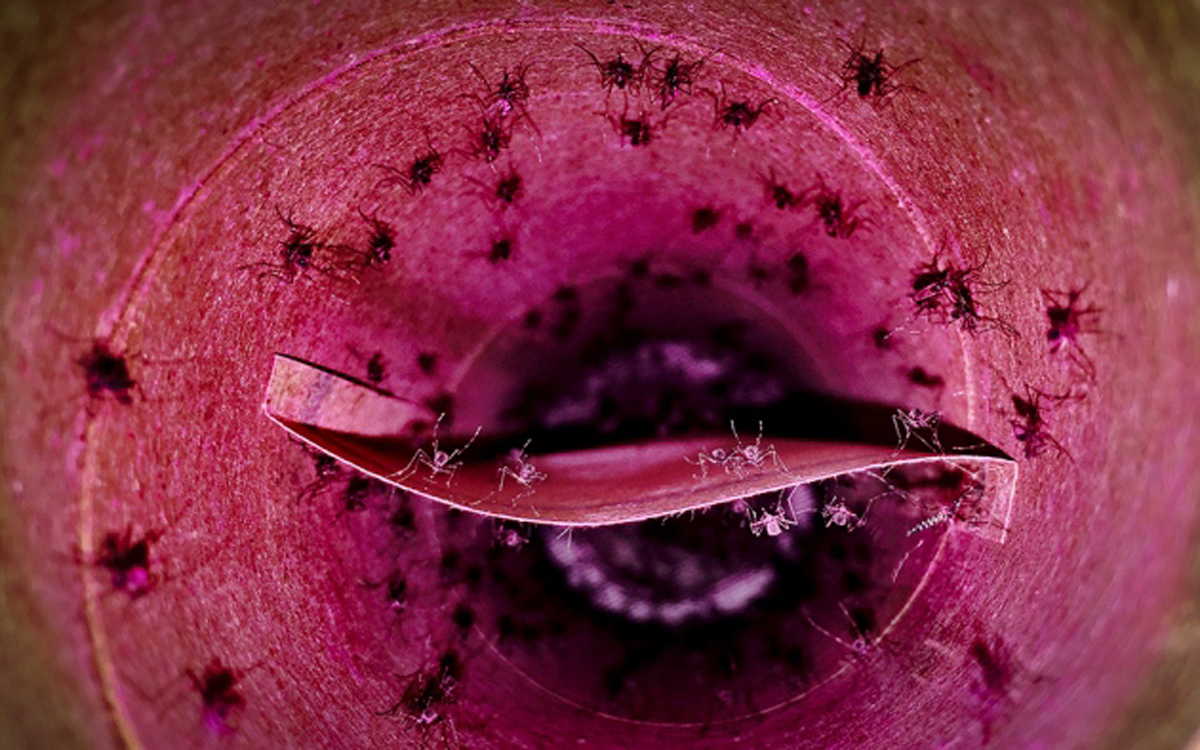 Ученые хотят использовать против комаров бактериологическое оружие