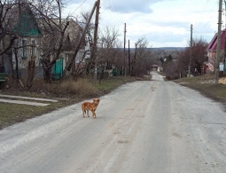 В Киеве блокаду Донбасса назвали глупой и недальновидной