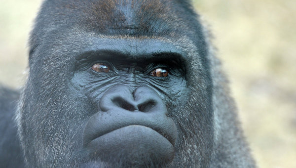 В зоопарке в Огайо застрелили гориллу, в вольер которой упал ребенок