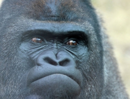 В зоопарке в Огайо застрелили гориллу, в вольер которой упал ребенок