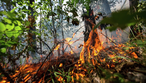 Масштабный лесной пожар потушен в Эстонии
