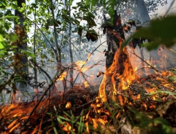 Масштабный лесной пожар потушен в Эстонии