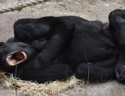 Тысячи американцев требуют наказать родителей ребенка из-за гибели гориллы