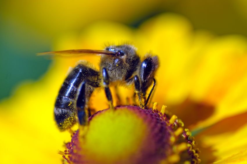 Биологи раскрыли неожиданный секрет пчел