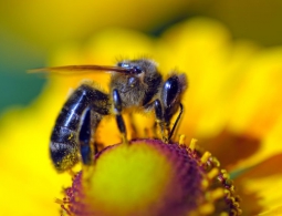 Биологи раскрыли неожиданный секрет пчел