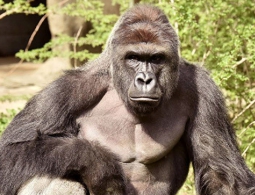 СМИ: мать упавшего в вольер гориллы ребенка заявила, что "всякое случается"