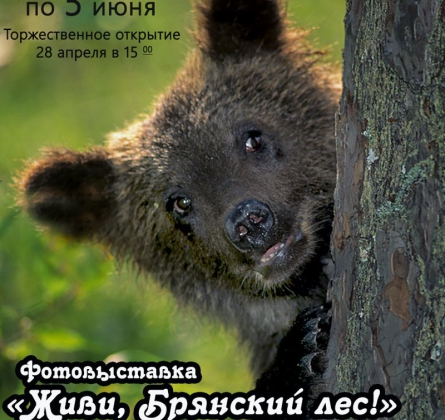 ФОТОВЫСТАВКА «ЖИВИ, БРЯНСКИЙ ЛЕС».
