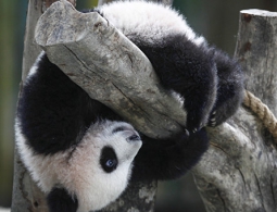 В Китае родился второй в 2016 году детеныш панды