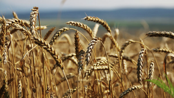 Торгпред Украины: Киев исчерпал квоту беспошлинного экспорта пшеницы в ЕС