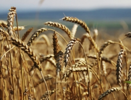 Торгпред Украины: Киев исчерпал квоту беспошлинного экспорта пшеницы в ЕС
