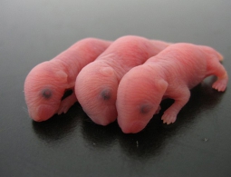 Сердце новорожденной мыши способно к самовосстановлению