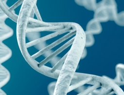 Люди не равны: интеллект зависит от генов