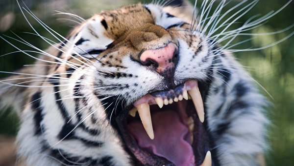 В храме в Таиланде найдены новые тушки тигрят и амулеты из тигровой шкуры
