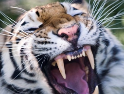 В храме в Таиланде найдены новые тушки тигрят и амулеты из тигровой шкуры