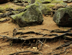 Японский мальчик, брошенный родителями в лесу, 7 дней пил только воду