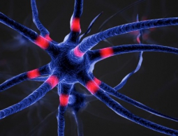 Учёные нашли новый способ борьбы с нейродегенеративными заболеваниями