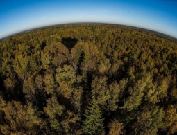 В Японии брошенный в лесу ребенок спустя неделю найден живым