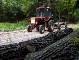 СМИ: министр Польши хочет лишить Беловежскую пущу статуса наследия