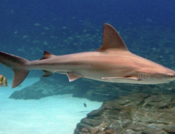 За неделю два человека стали жертвами нападения акул в Австралии
