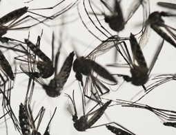 КНДР принимает меры против распространения лихорадки Зика