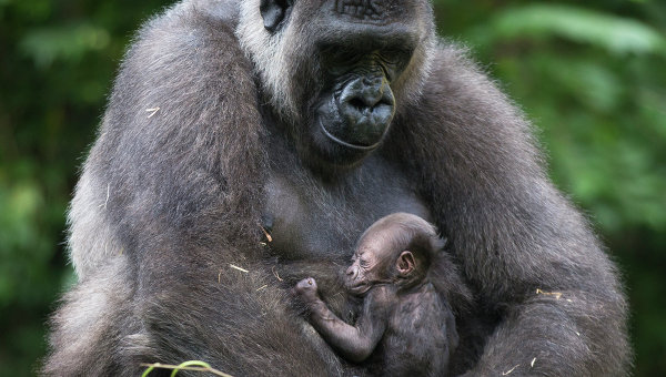 Зоопарк Цинциннати вновь открыл вольер, где ранее застрелили гориллу