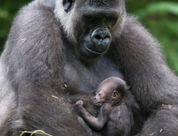 Зоопарк Цинциннати вновь открыл вольер, где ранее застрелили гориллу