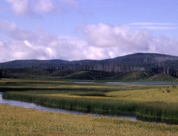 В США в нацпарке Йеллоустоун ищут мужчину, упавшего в горячий источник