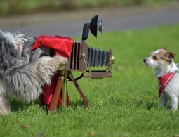 СМИ: самая пожилая собака в Великобритании скончалась на 25 году жизни