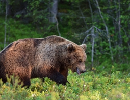 В Японии с конца мая четыре человека погибли из-за нападений медведей